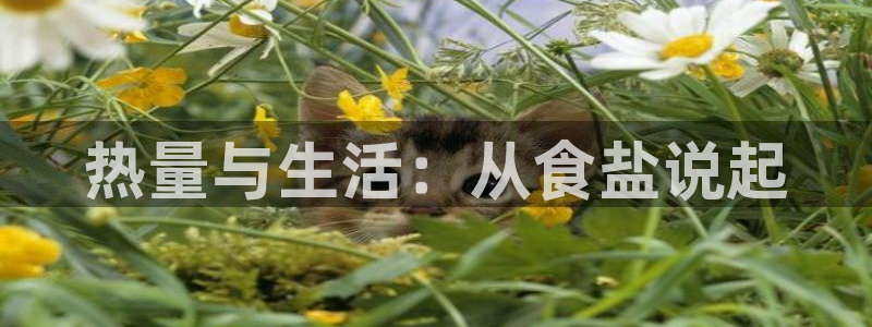 威九国际网站链接怎么打开